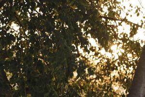 luz de sol brilla mediante el hojas de un árbol foto