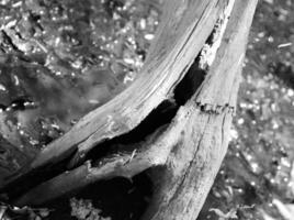 tree trunk in a forest, natural photo