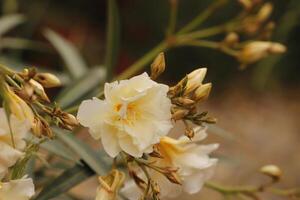 amarillo adelfa, Mediterráneo planta foto