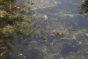 natural pond with lots of frogs, spring photo