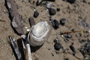 shells on the beach photo