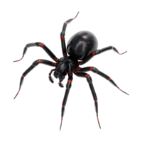 Redback Spindel på transparent bakgrund png