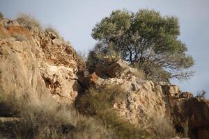 lonely tree on a mountain photo