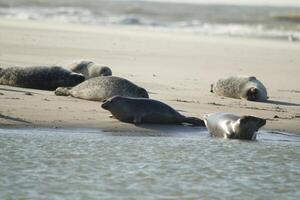 focas tomar el sol en un banco de arena, focas a el norte mar a petten, el Países Bajos foto