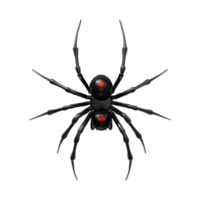 Redback spider on Transparent Background png