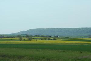 yellow rapeseed fields photo