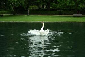 mute swan in a lake photo