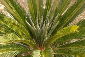 sago palm tree photo