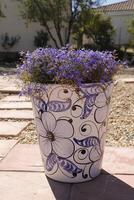 blue lobelia flowers in blue pottery photo