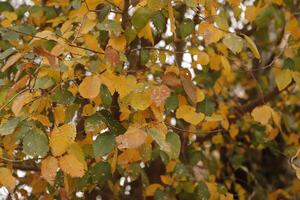 autumn colors of leaves photo