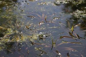 natural pond with lots of frogs, spring photo