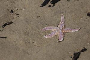 estrella de mar a el playa, Países Bajos foto