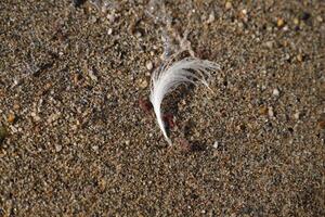 a bird feather on the sand photo