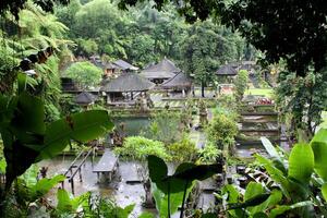 walking through the rice paddies, ubud photo