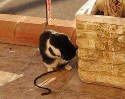 black and white cat, cat plays photo