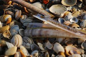 shells at the beach, winter in the netherlands photo