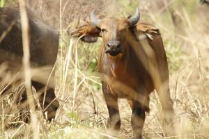 buffalo in the nature of pendjari np photo