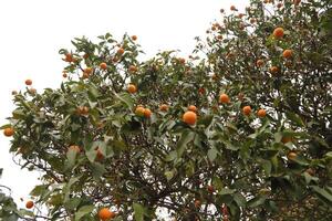 mandarina árbol en naturaleza foto