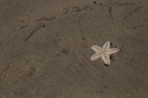 starfish at the beach, netherlands photo