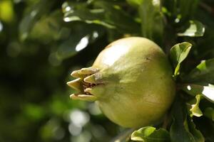 green pomegranate in a tree photo