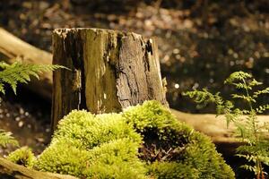 moss on a tree trunk photo