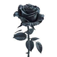 Black Rose Flower on Transparent Background png