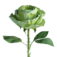 Green Rose Flower on Transparent Background png