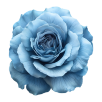 Blue Rose Flower on Transparent Background png