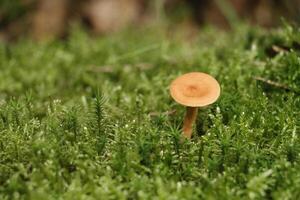 toadstool, autumn, forest, europe photo