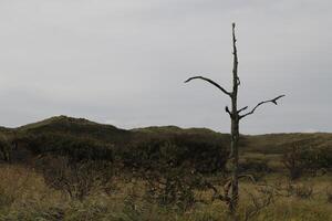 walking path in the dunes of the nature reserve Zwanenwater, the netherlands photo