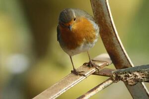 Robin little bird photo