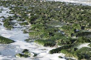 rompeolas con algas, sint martenszee, el Países Bajos foto