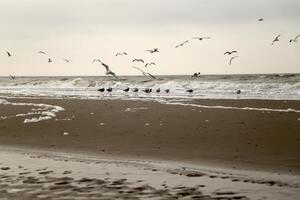 oystercatchers at the high tide line photo