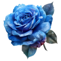 Blue Rose Flower on Transparent Background png