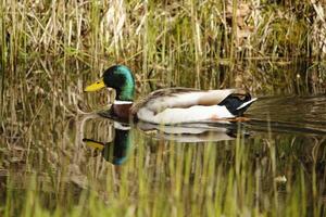 fauna in the Zwanenwater nature reserve in North Holland, the Netherlands. Lots of different birds to see. photo