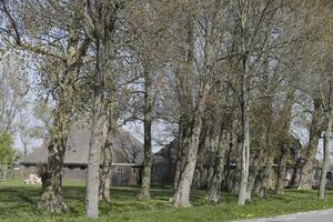 dutch landscape, netherlands in the spring photo