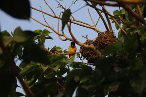 weaver bird with nest photo