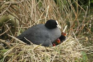 eurasian coot on nest with young ones photo