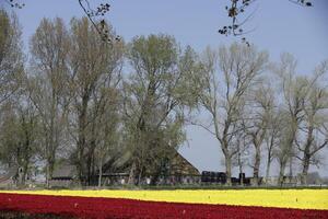 spring in the netherlands, blooming tulips photo