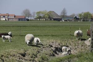 oveja y corderos en el prado en el Países Bajos foto