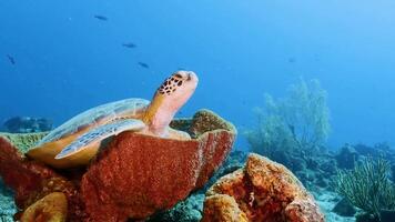 lent mouvement tortue nager sur corail video