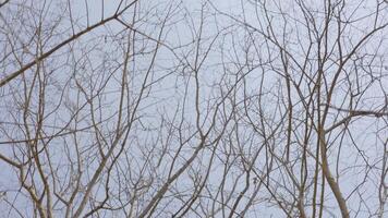 bladerloos bomen uitbreiden hun ingewikkeld takken naar een levendig blauw lucht. video