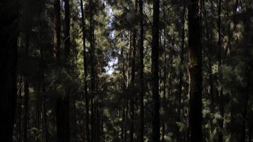 serré bosquet de des arbres. une bosquet de grand des arbres croissance fermement ensemble avec nu les troncs. video