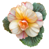 Hibiscus Plant on Transparent Background png