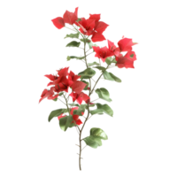 rose bougainvilliers fleur sur transparent Contexte png