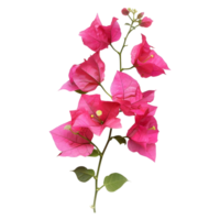 Pink bougainvillea flower on Transparent Background png