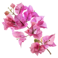 Pink bougainvillea flower on Transparent Background png