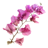 Pink bougainvillea flower on Transparent Background png