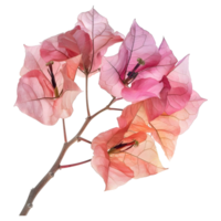 rosado buganvillas flor en transparente antecedentes png