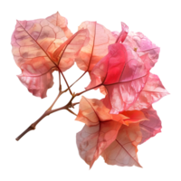 Pink bougainvillea flower on Transparent Background png